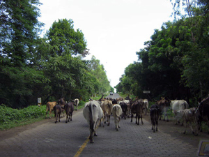 A herd of cows walking